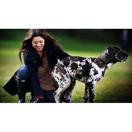 Biodegradable Doggy Bags