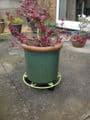 Plant Mover £6.99