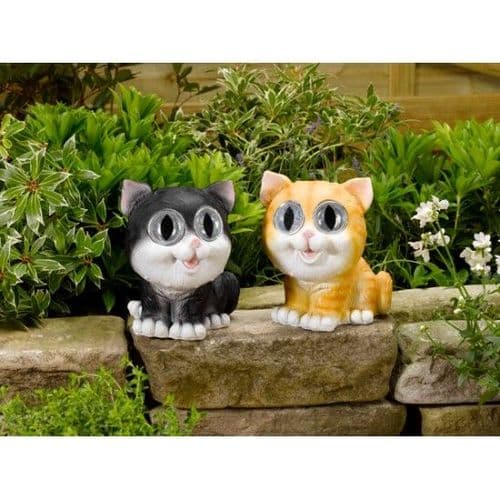 Solar Bright Eyed Cats