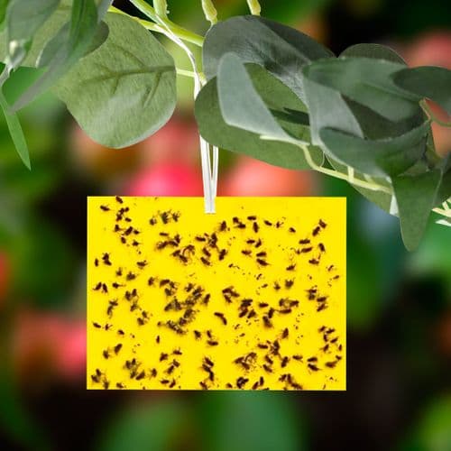 Sticka Bug Fly Traps