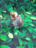 Mini Hedgehogs Holding a Mushroom Assorted