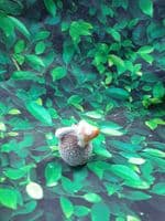 Mini Hedgehogs Holding a Mushroom Assorted