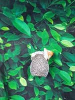 Mini Hedgehogs Holding a Mushroom Assorted