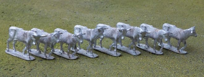 THEM28 Nguni African Cattle.