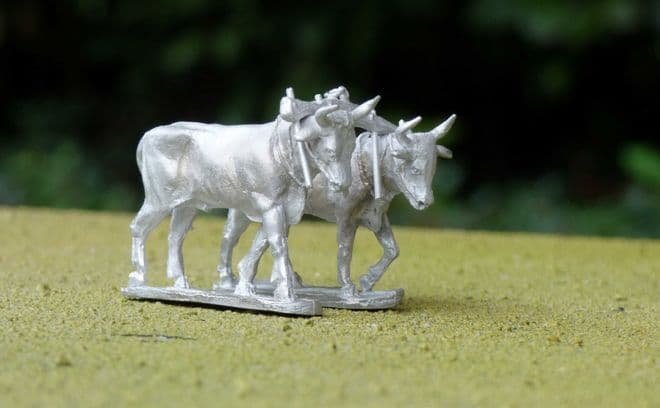 THEM30 Pair of oxen walking with yoke.