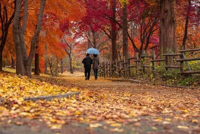 Autumn