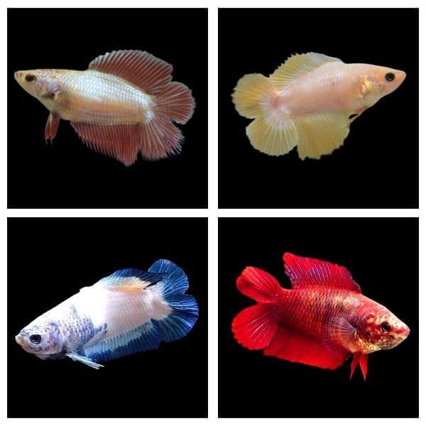 Assorted Double Tail Female Betta 3-5cm