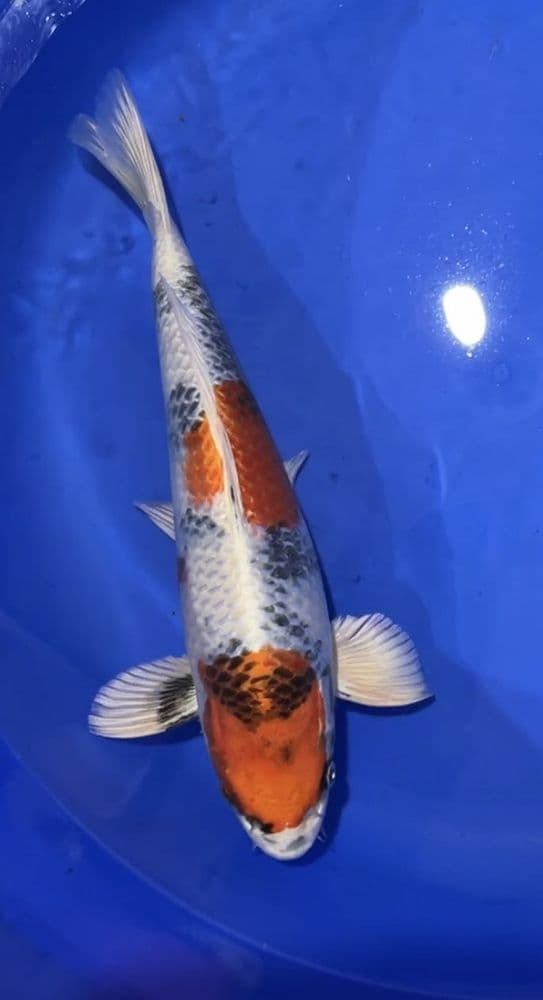 Kin Showa 37CM Kanno