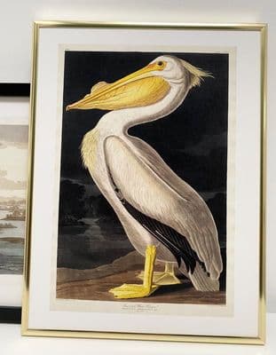 American White Pelican (30x40cm portrait)