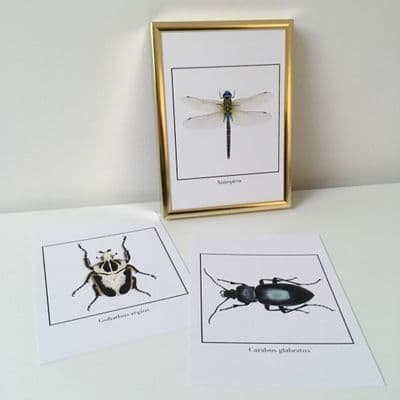 Bugs SET OF 3 (5x7