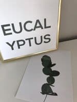 Eucalyptus (A4 GREEN)