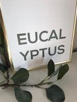 Eucalyptus (A4 GREEN)