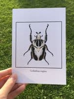 Goliath beetle 5x7" print