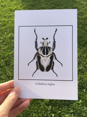 Goliath beetle (5x7