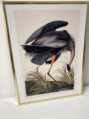 Great Blue Heron (30x40cm portrait)