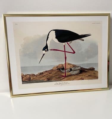 Long-legged Avocet (30x40cm landscape)