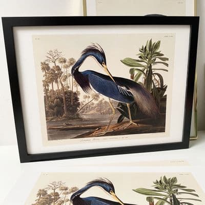 Louisiana Heron (30x40cm landscape)