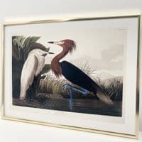 Purple Heron  (30x40cm landscape)