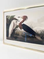 Purple Heron  (30x40cm landscape)