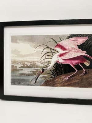 Roseate Spoonbill Bird (30x40cm landscape)