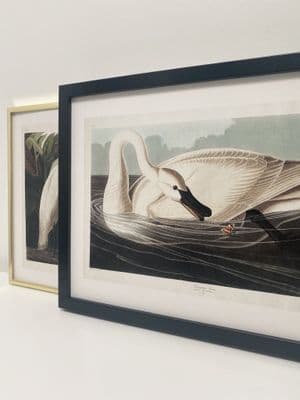 Trumpeter Swan (30x40cm landscape)