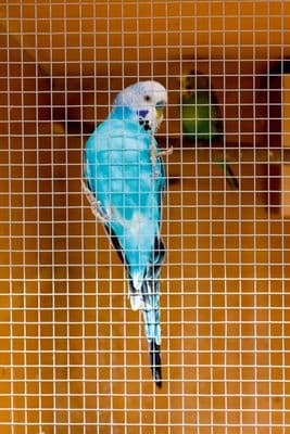 Ambassador Cage & Aviary Welded Panel - 0.6x0.9m Mesh size: 13 x 25mm