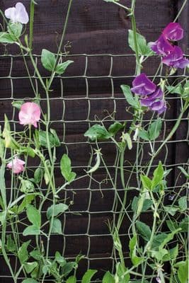 Ambassador Climbing Plant Support Green - 30 x 0.5m