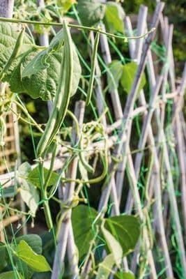 Ambassador Pea & Bean Net - 4 x 2m