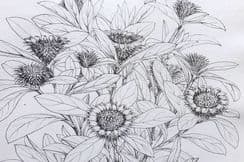 10th April 2026. Fitch Botanicals - Transactions of The Linnean Society