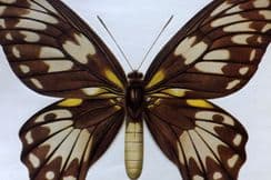 10th April 2026. Prochazka Butterfly Prints