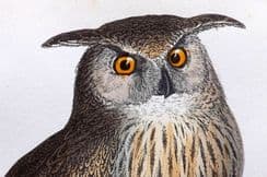 10th August 2023. Morris Bird Prints