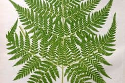 10th August 2024. Lowe Fern Prints