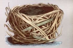 10th August 2024. Morris Nest Prints