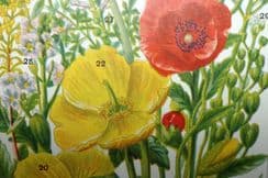 10th December 2022. Gordon Botanical Prints