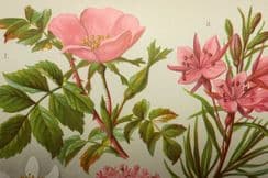 10th December 2022. Hoffmann Alpine Flora