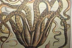 10th December 2022. Warne Natural History Prints