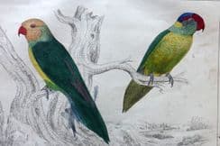 10th February 2022. Goldsmith Bird Prints