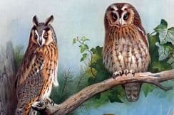 10th February 2022. Thorburn Folio Bird Prints