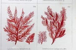 10th February 2024. Gatty Seaweed Prints
