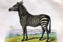 10th February 2026. Buffon, Smellie & Huish Natural History etc