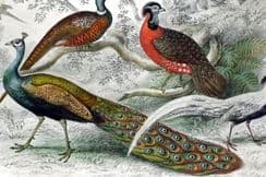 10th February 2026. Goldsmith Bird Prints