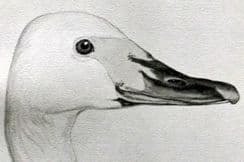 10th February 2026. Jemima Blackburn Bird Prints