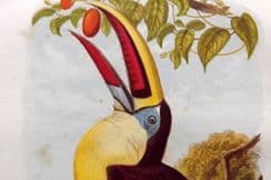 10th January 2023. Cassell & Jones Bird Prints