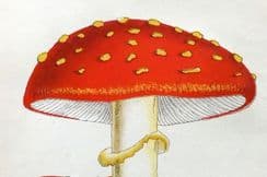 10th January 2024. Cooke Mushroom Prints