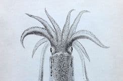 10th June 2023. Forbes Shells & Sea Life