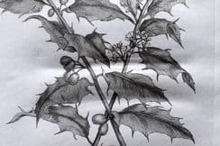 10th June 2026. John Evelyn Forest Trees