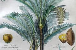 10th June 2026. William Rhind Botanicals