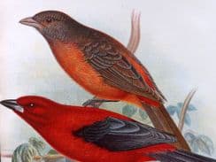 10th March 2022. Butler & Frohawk Finches