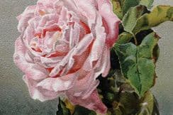 10th March 2023. Maud Naftel Botanical Prints