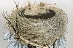 10th May 2022. Morris Nest & Egg Prints